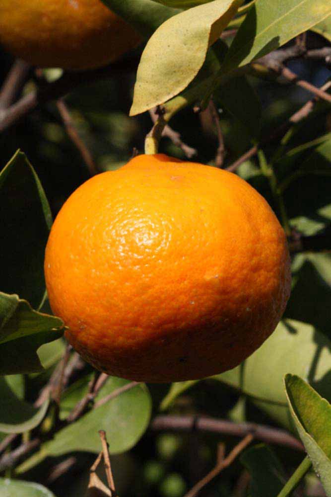              Fruit (Dancy Frost Nucellar, Riverside, CA)       